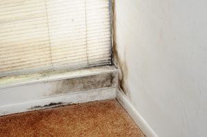 Home Inspectors- Protecting Yourself From Mold- EliteMGA